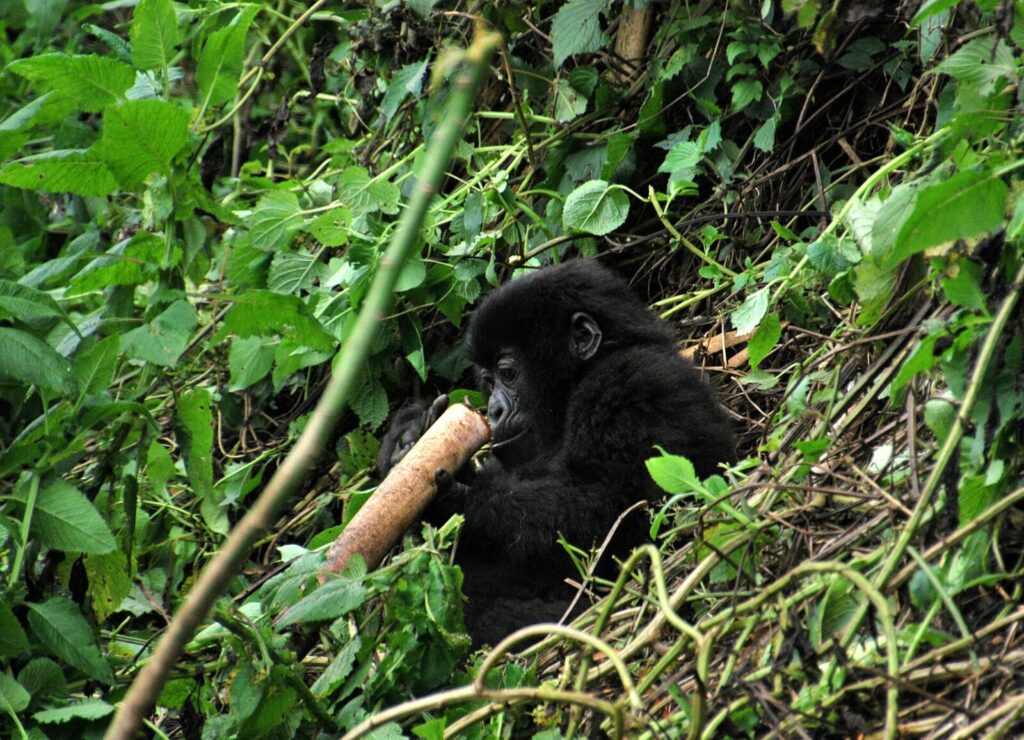 Volcanoes National Park Rwanda: Gorilla Trekking in Rwanda
