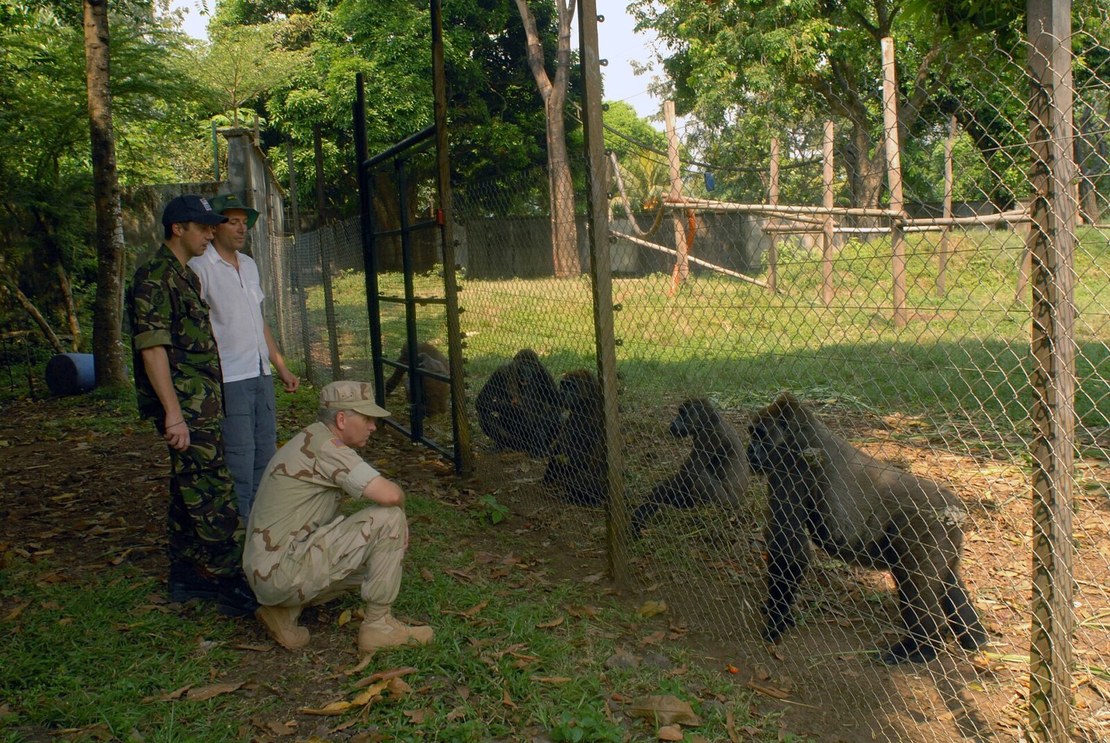 Uganda vs Rwanda: Which Country Should You Visit for Gorillas?