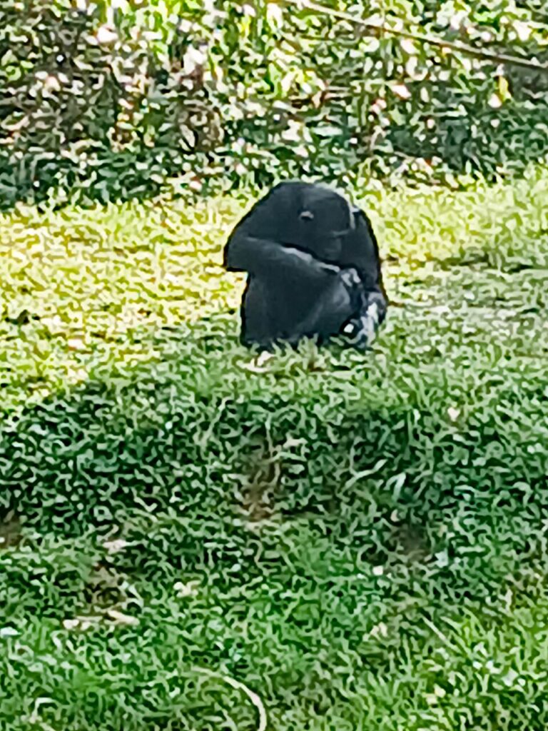Day Uganda Grand Safari: Gorillas, Chimps and the Big Five