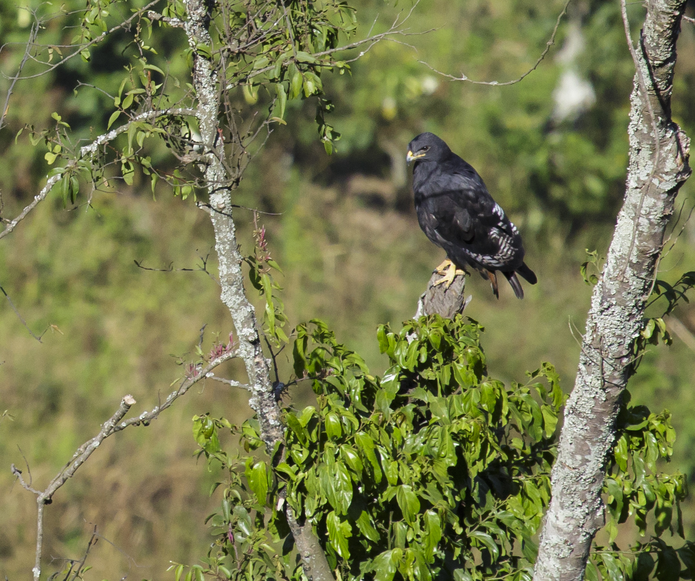Gorilla Trekking Uganda for Hikers: Combine Bwindi With the Rwenzori Mountains