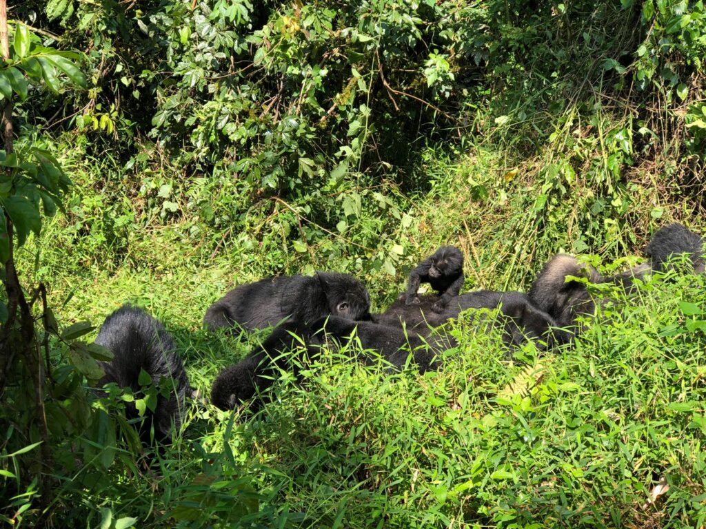 Bucket List Wildlife Encounters: Where Gorilla Trekking Ranks