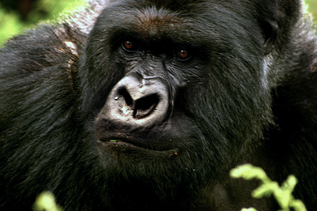 Kigali to Bwindi: Cross-Border Gorilla Trekking Route