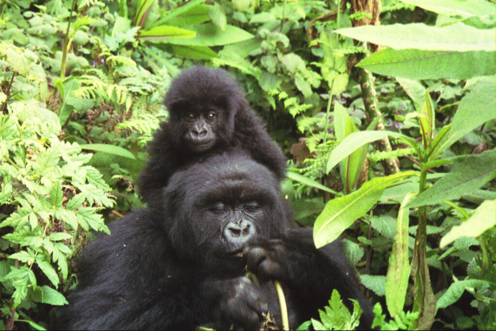 How Gorilla Tour Prices Compare: Uganda vs Rwanda vs Congo in 2026