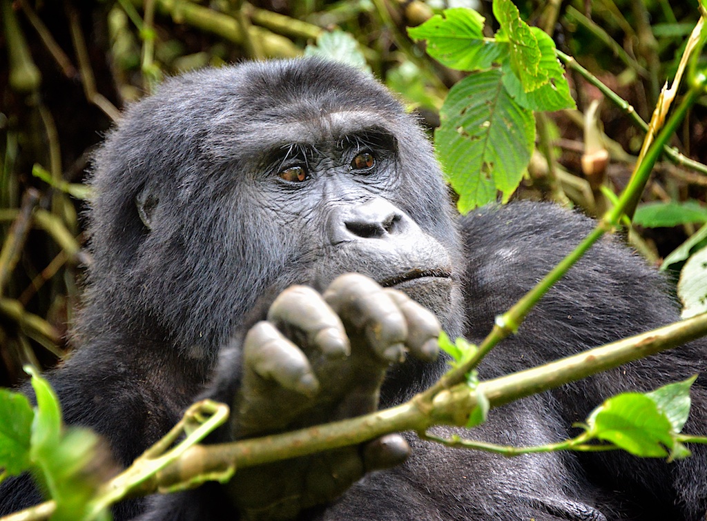 Mountain Gorilla Social Structure: Life in a Gorilla Family