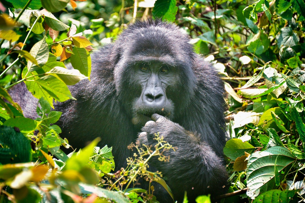 Bwindi Impenetrable National Park: Uganda s Gorilla Forest