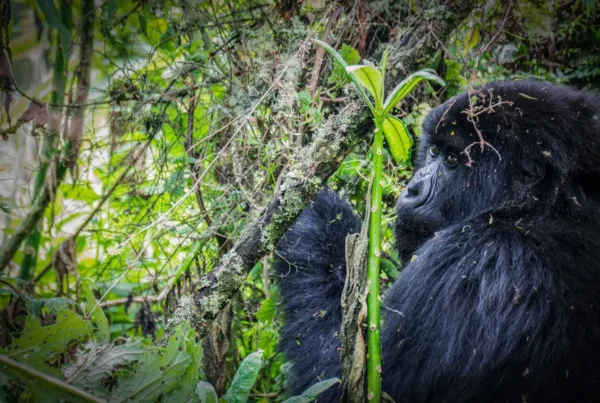 Best Time to Visit Uganda for Gorilla Trekking: Month-by-Month Guide