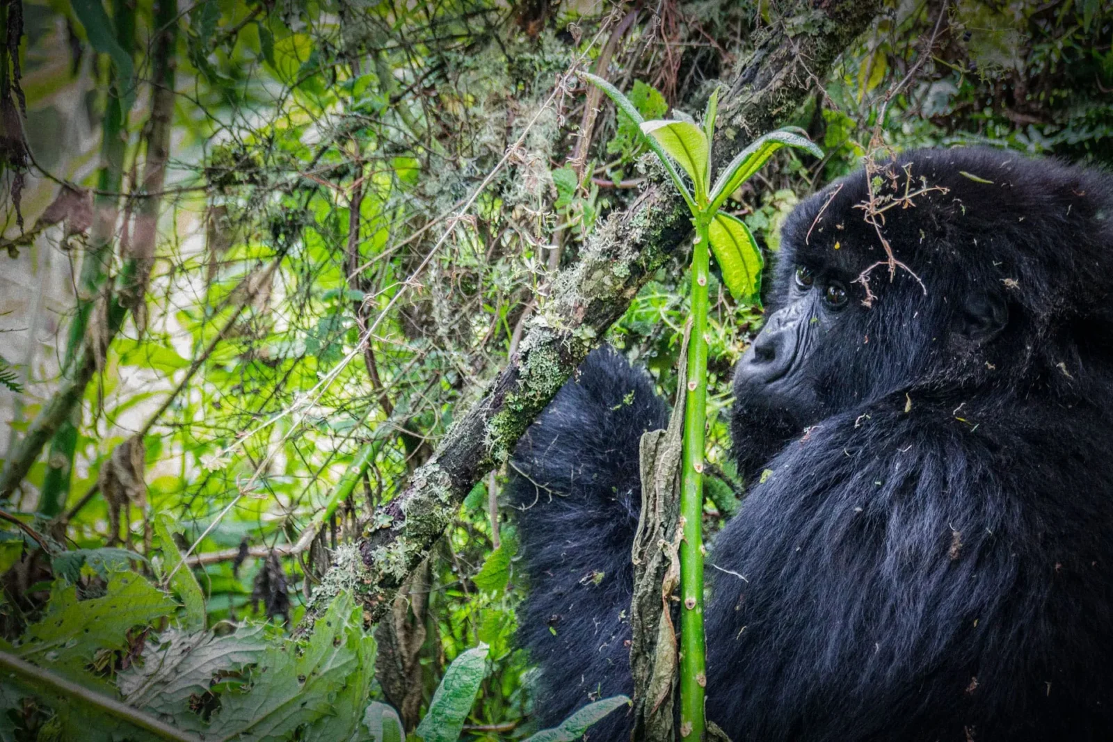 Best Time to Visit Uganda for Gorilla Trekking: Month-by-Month Guide