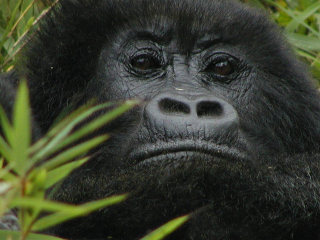 Impact of Gorilla Tourism on Local Communities in Uganda