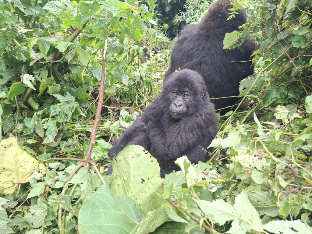 Gorilla Trekking Myths vs Facts: Separating Truth From Fiction