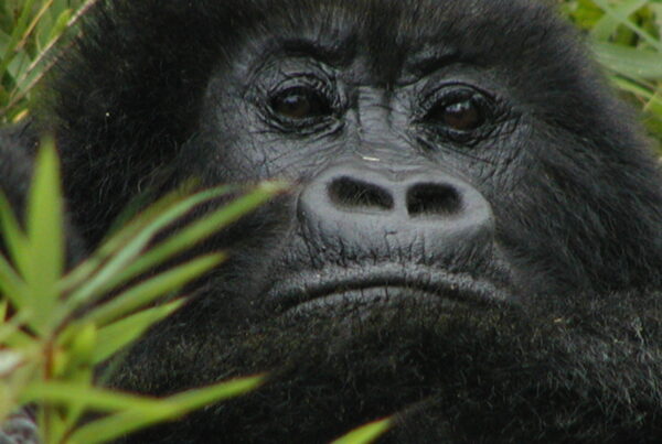 Impact of Gorilla Tourism on Local Communities in Uganda