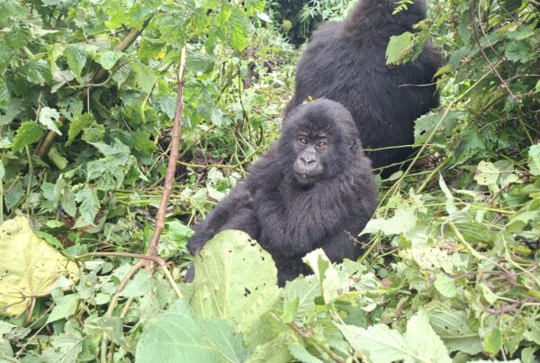 Gorilla Trekking Myths vs Facts: Separating Truth From Fiction