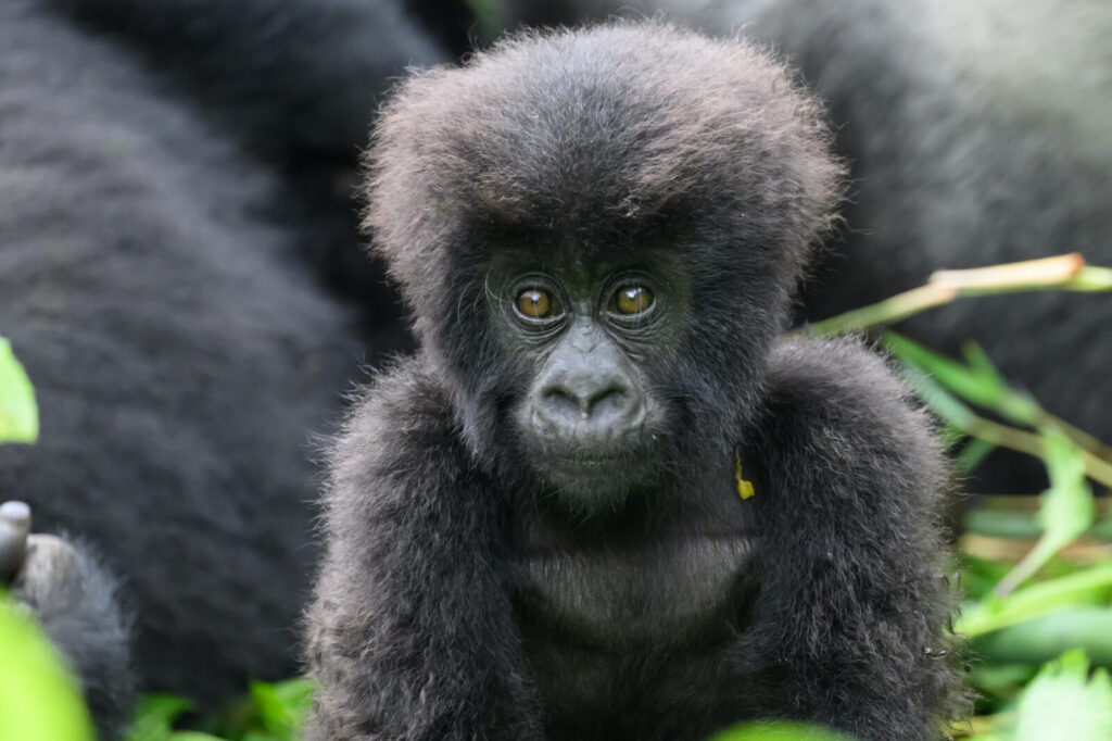How to Read Gorilla Safari Reviews and Spot Fake Ones