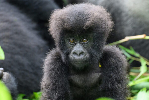 How to Read Gorilla Safari Reviews and Spot Fake Ones