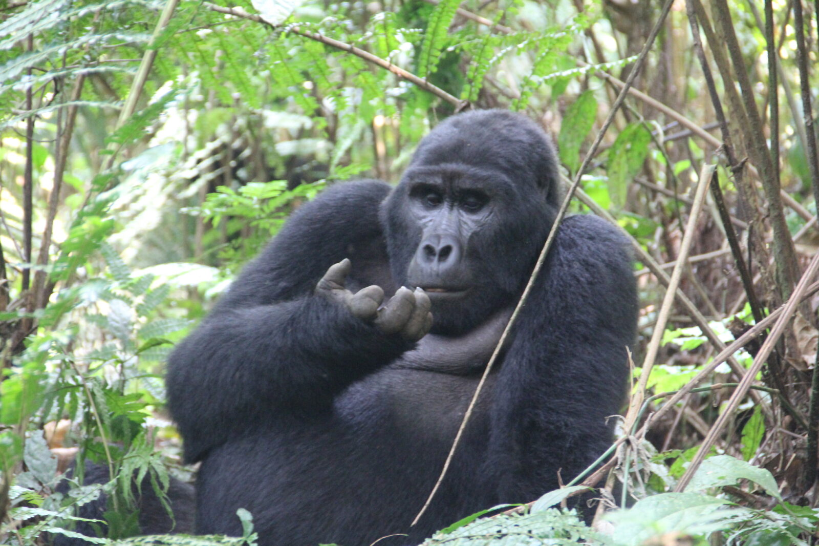 Western Lowland Gorilla vs Mountain Gorilla: Key Differences