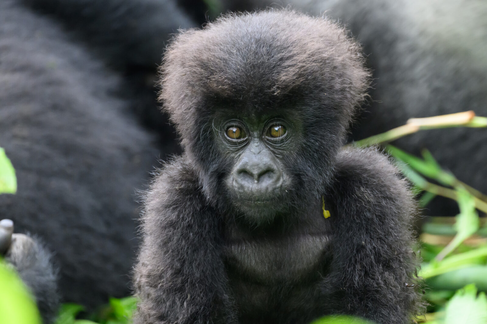 How to Read Gorilla Safari Reviews and Spot Fake Ones