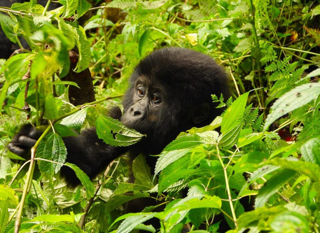 The Day the Mishaya Family Tried to Enter Another Gorilla s Territory