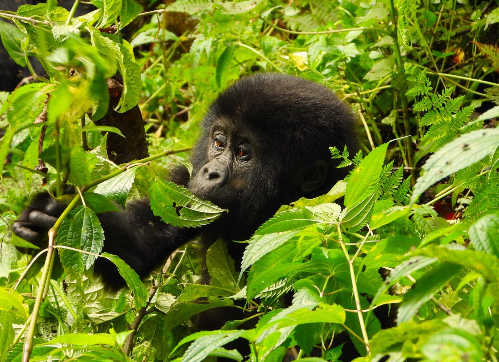 The Day the Mishaya Family Tried to Enter Another Gorilla s Territory