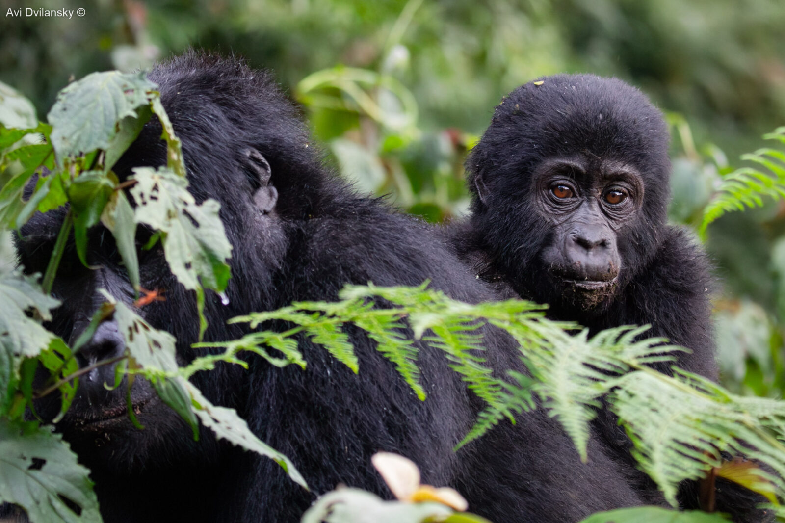 The Newborn Gorilla That Almost Did Not Survive Its First Week