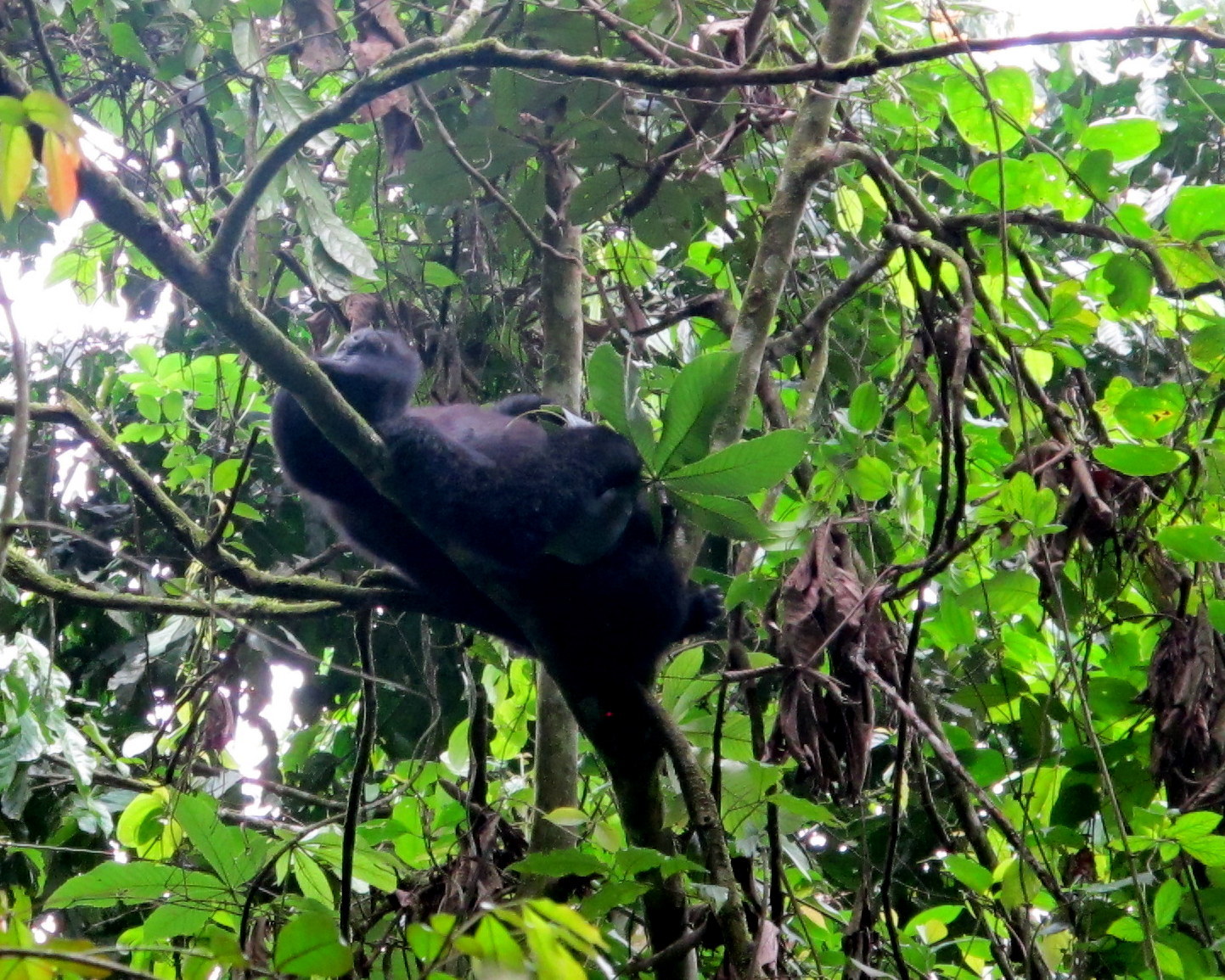 Gorilla Trekking Uganda for Teachers: Planning Your Educational Group Trip