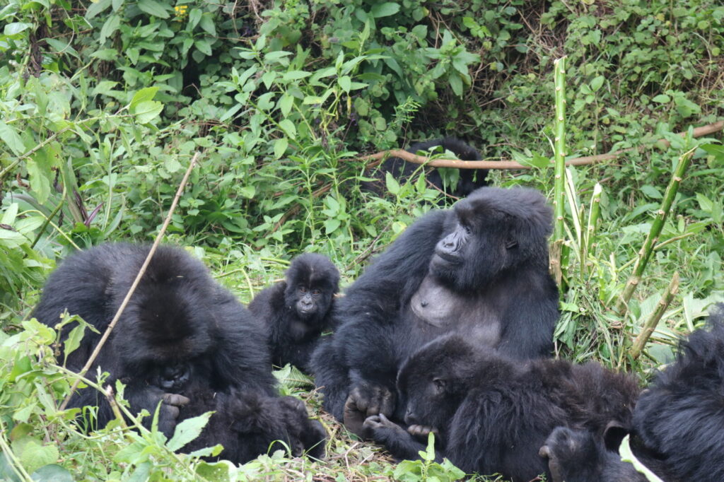 Gorilla Habituation Experience vs Standard Trekking: Which Should You Choose?
