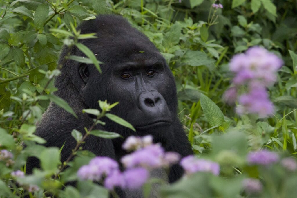 Gorilla Trekking Uganda for Journalists and Bloggers: Press Permits and Access