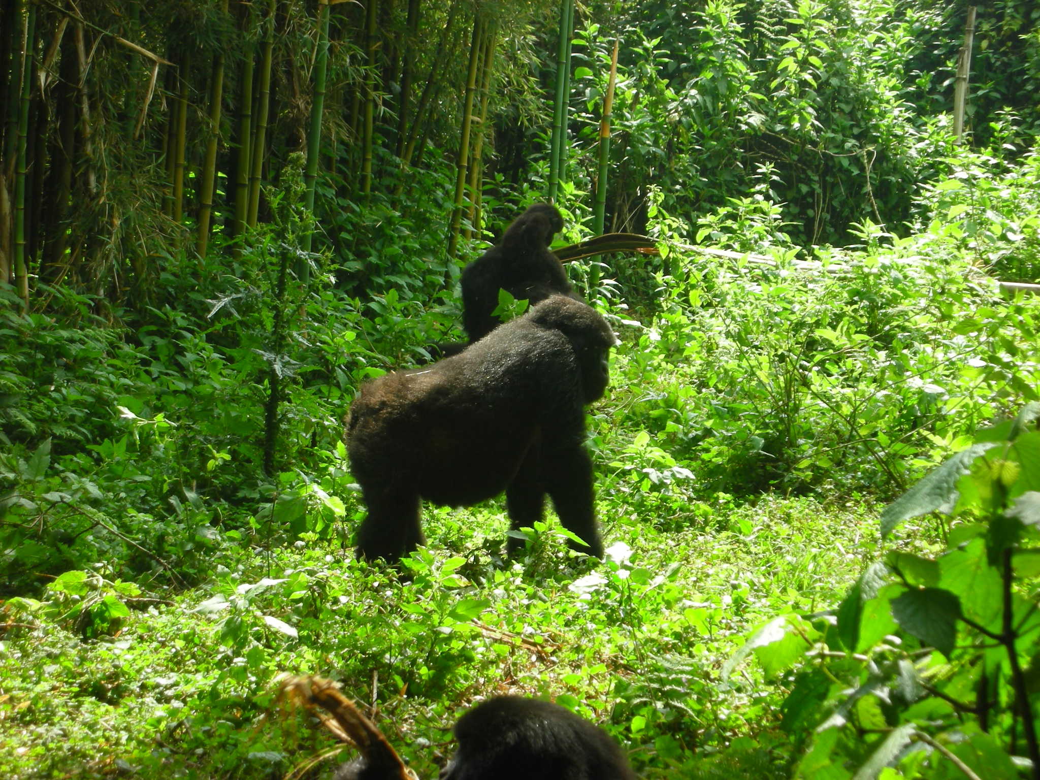 Gorilla Trekking Uganda Divorce Celebration: Reclaiming Solo Freedom