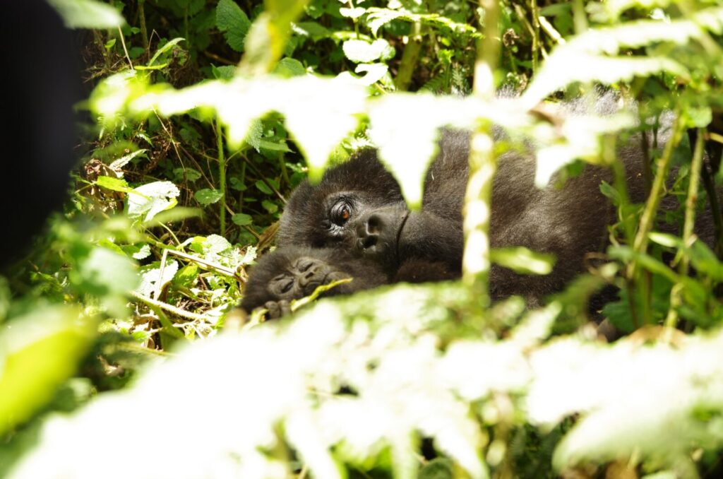 Gorilla Trekking Uganda Stag Party: The Alternative to Another Bar Crawl