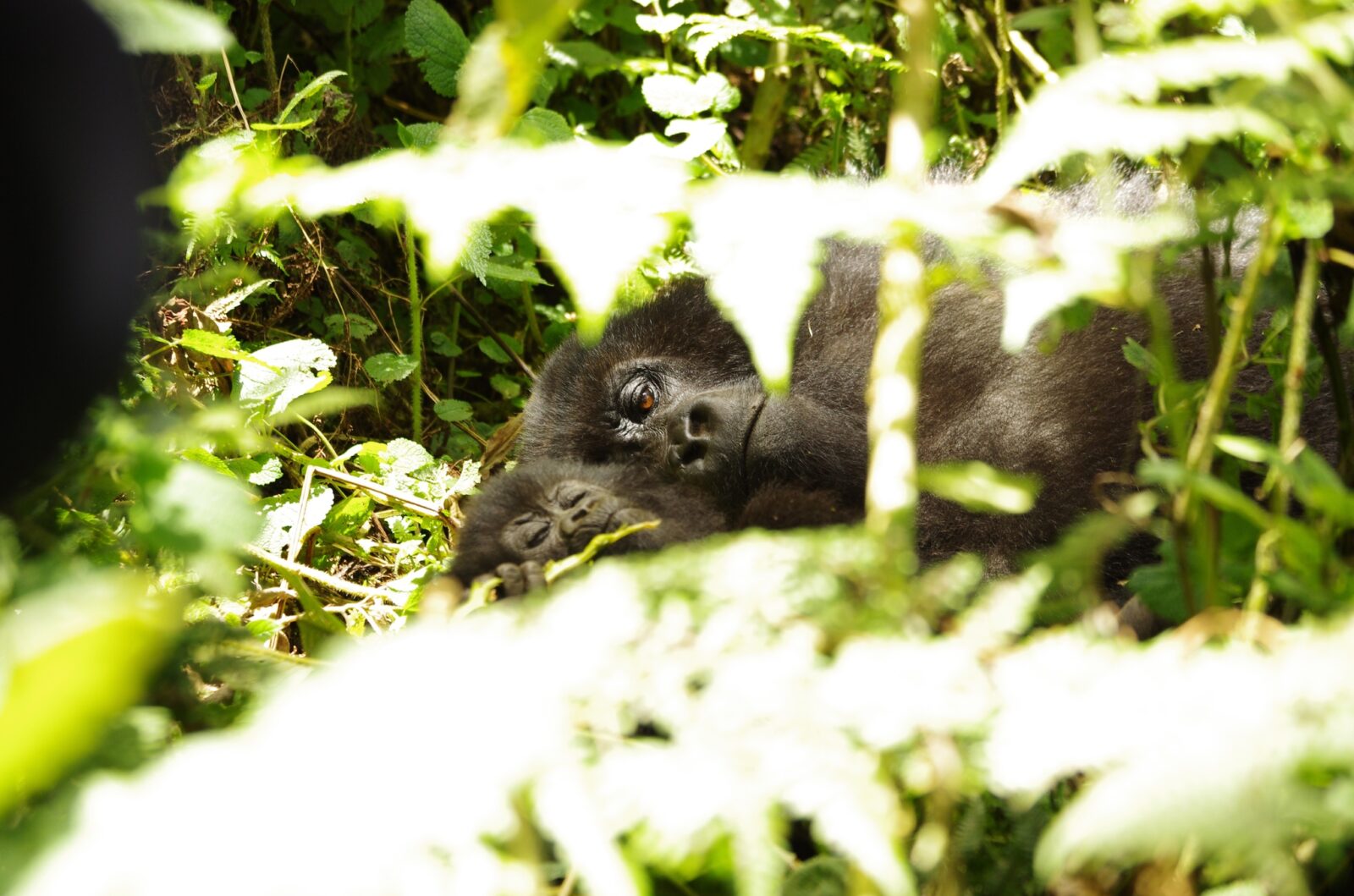 Gorilla Trekking Uganda Stag Party: The Alternative to Another Bar Crawl