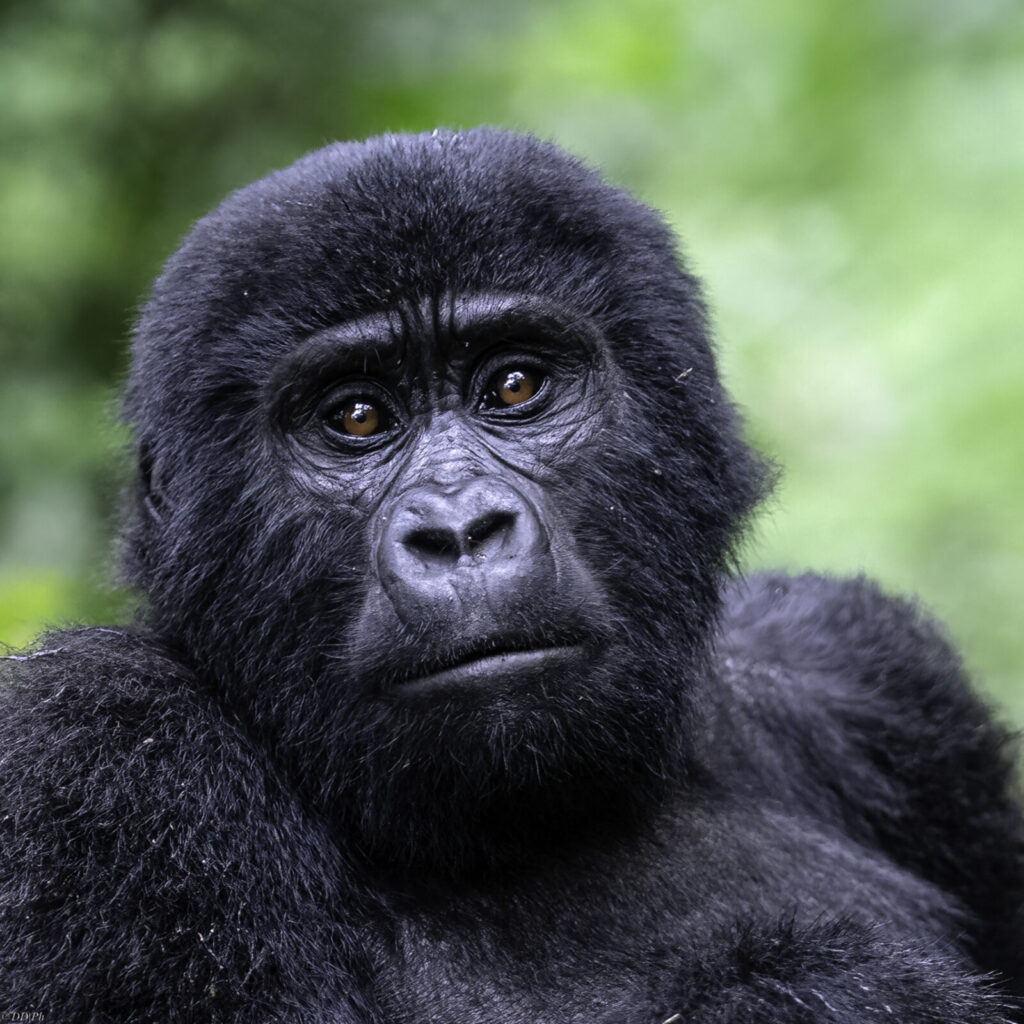 Gorilla Trekking Uganda for Gap Year Students: Adventure, Impact, and Experience