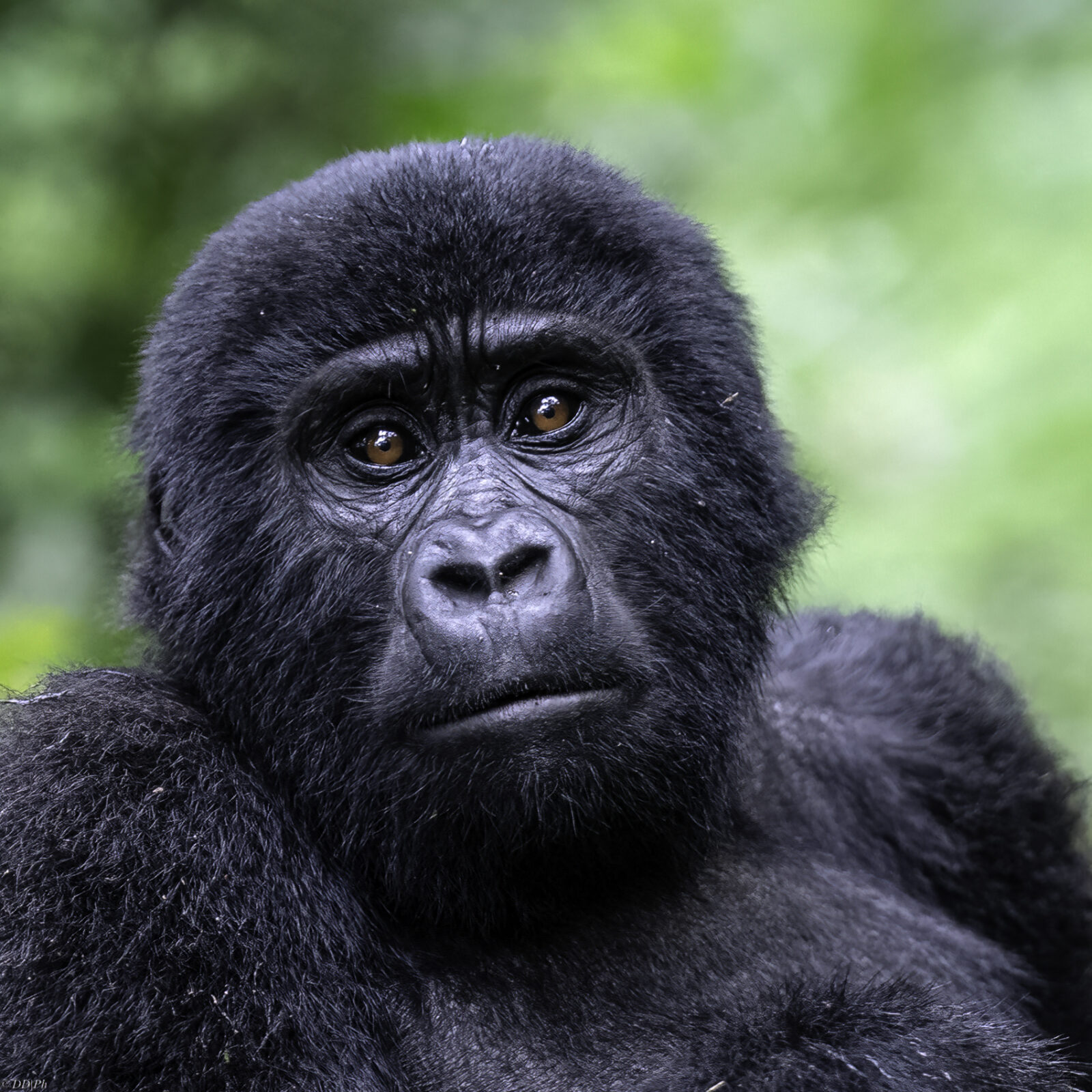 Gorilla Trekking Uganda for Gap Year Students: Adventure, Impact, and Experience