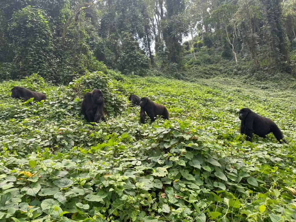 Gorilla Trekking Uganda for Yoga Retreat Groups: Wildlife and Wellness Combined