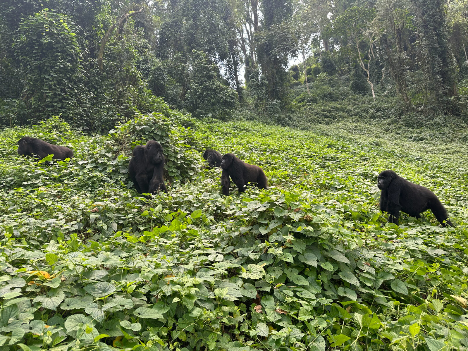 Gorilla Trekking Uganda for Yoga Retreat Groups: Wildlife and Wellness Combined