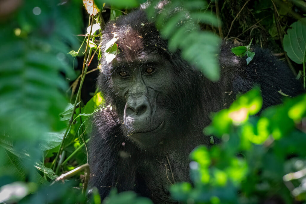 Gorilla Trekking Uganda for Book Clubs: A Literary Africa Itinerary