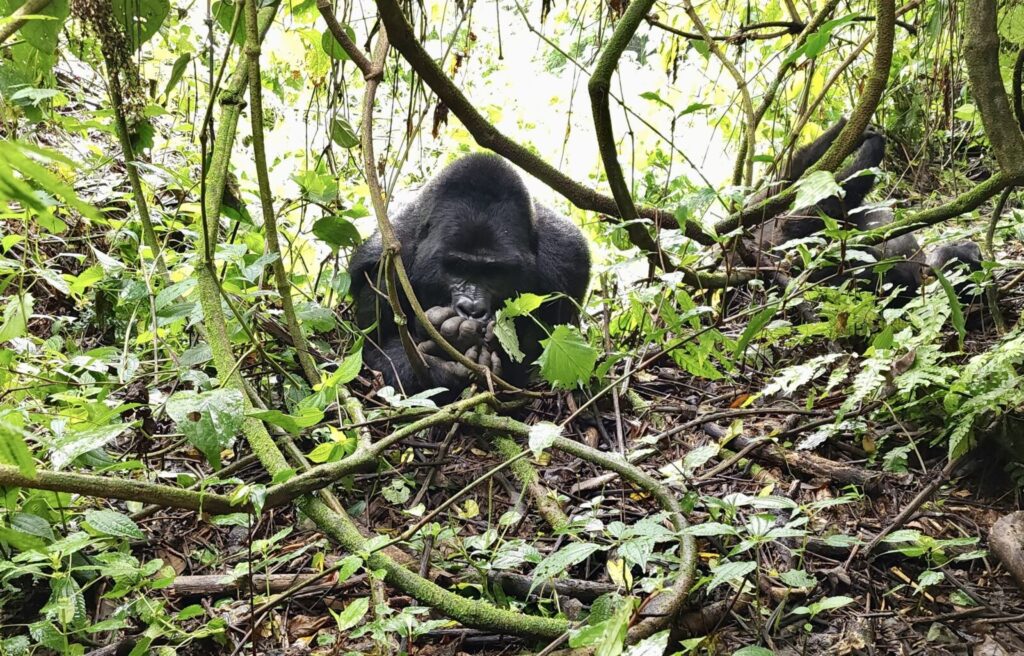 Gorilla Trekking Uganda for Art Groups: Photography and Painting in the Forest