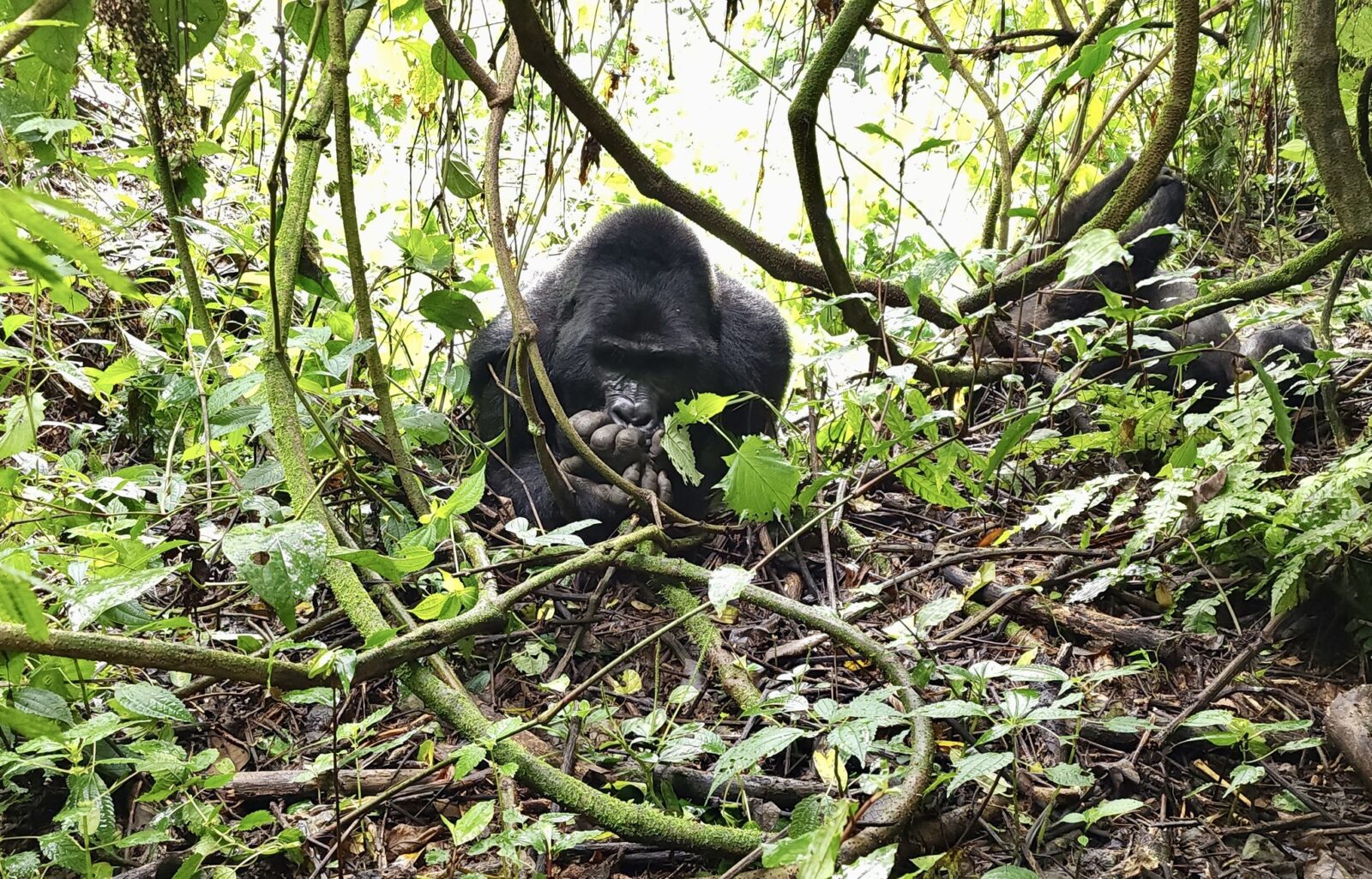 Gorilla Trekking Uganda for Art Groups: Photography and Painting in the Forest