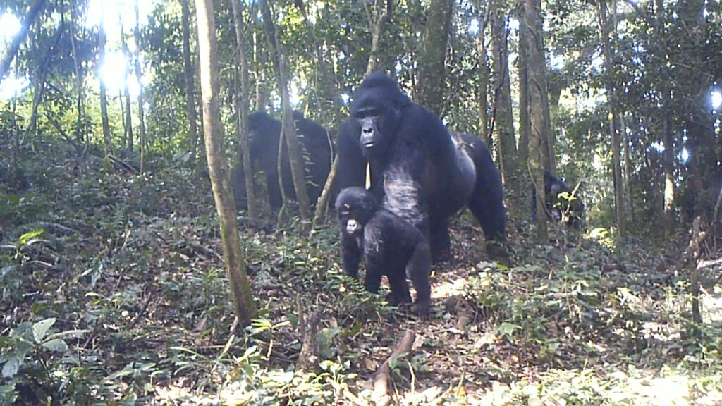 Accredited Gorilla Tour Operators Uganda: Full 2026 List