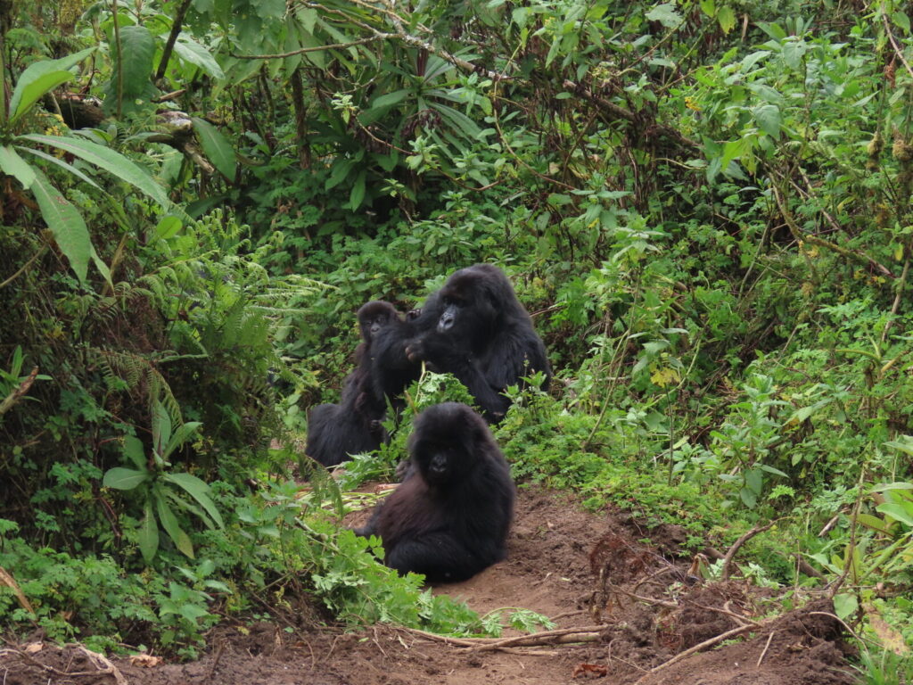 Gorilla Conservation History: 60 Years of Protecting Mountain Gorillas