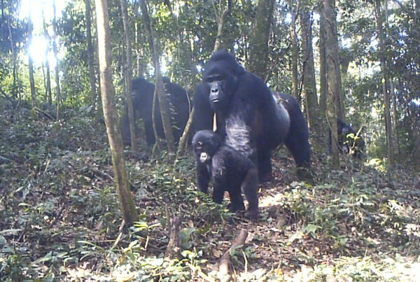 Accredited Gorilla Tour Operators Uganda: Full 2026 List