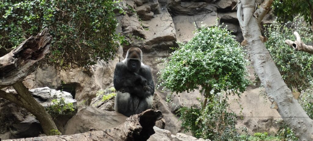 Gorilla Trekking Uganda for Sustainability Professionals: Impact Travel Done Right