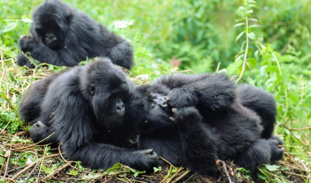 Gorilla Trekking Uganda for Food Lovers: Cuisine and Wildlife Combined