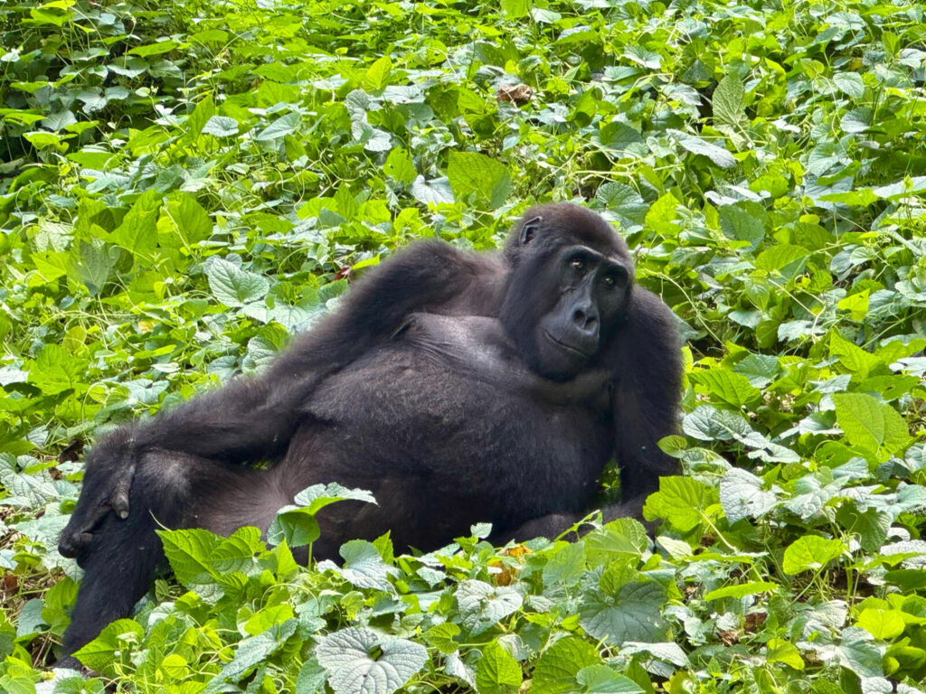 The 10 Most Endangered Animals in Africa and How Tourism Helps Them