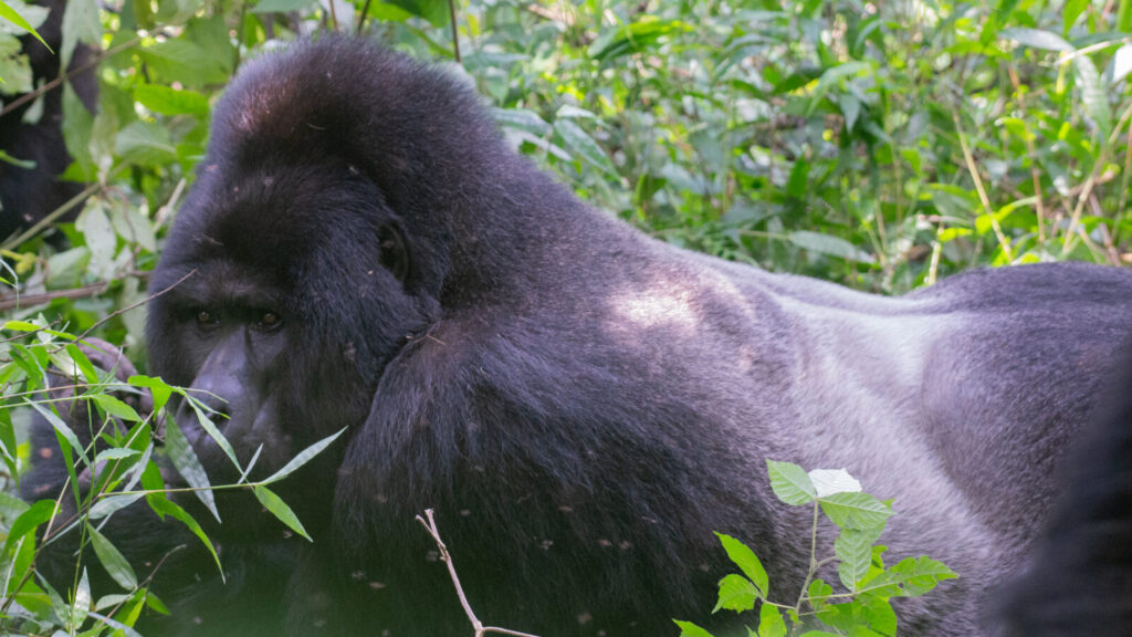 The Albertine Rift: Africa s Most Ecologically Rich Zone Explained
