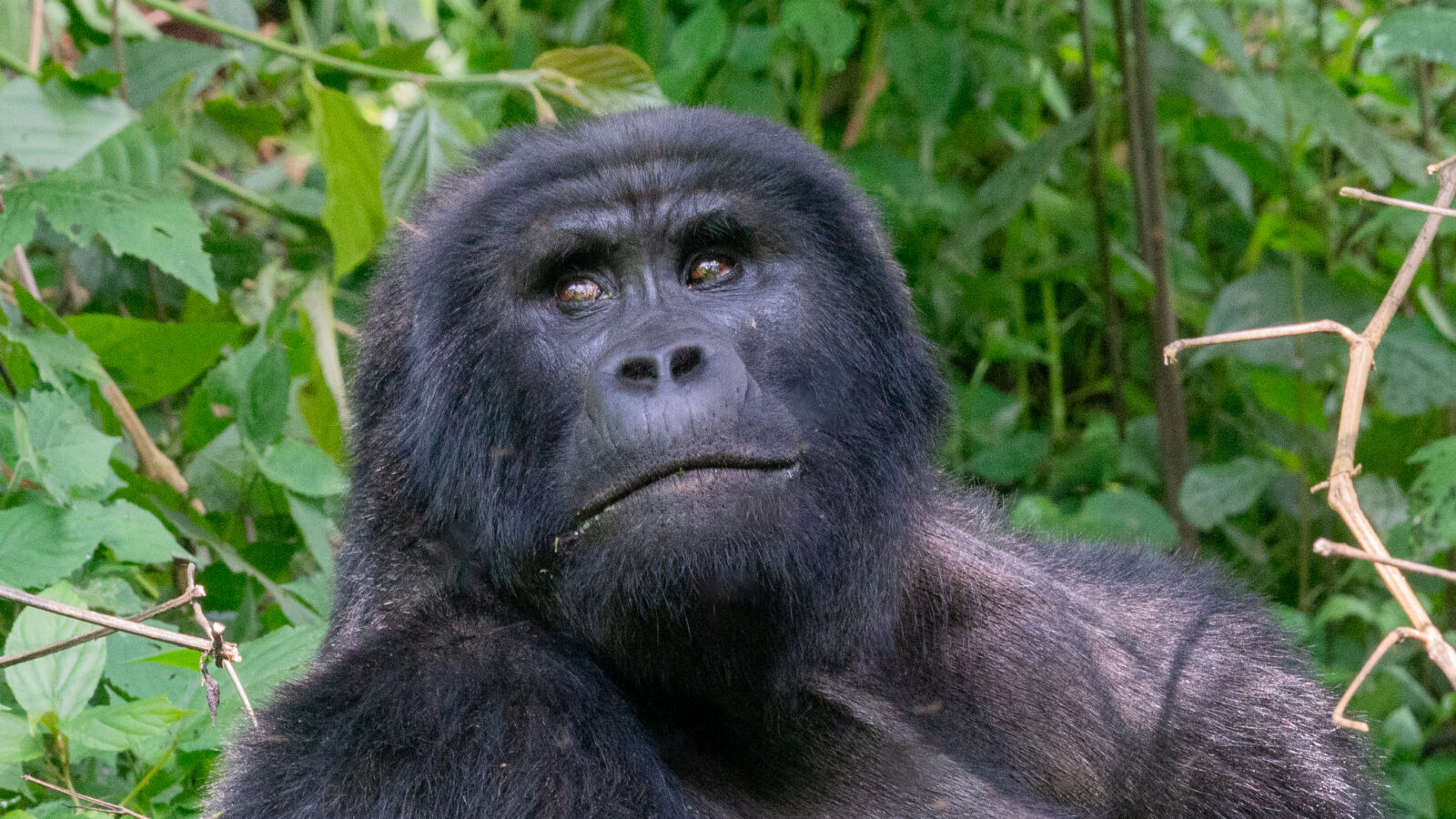Why Africa Needs Gorilla Tourism More Than Ever in 2027
