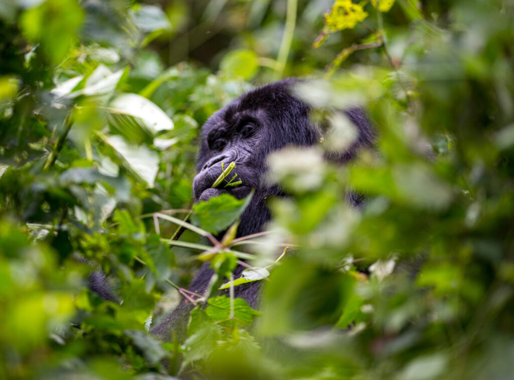 Africa s 10 Most Unusual and Rare Wildlife Encounters