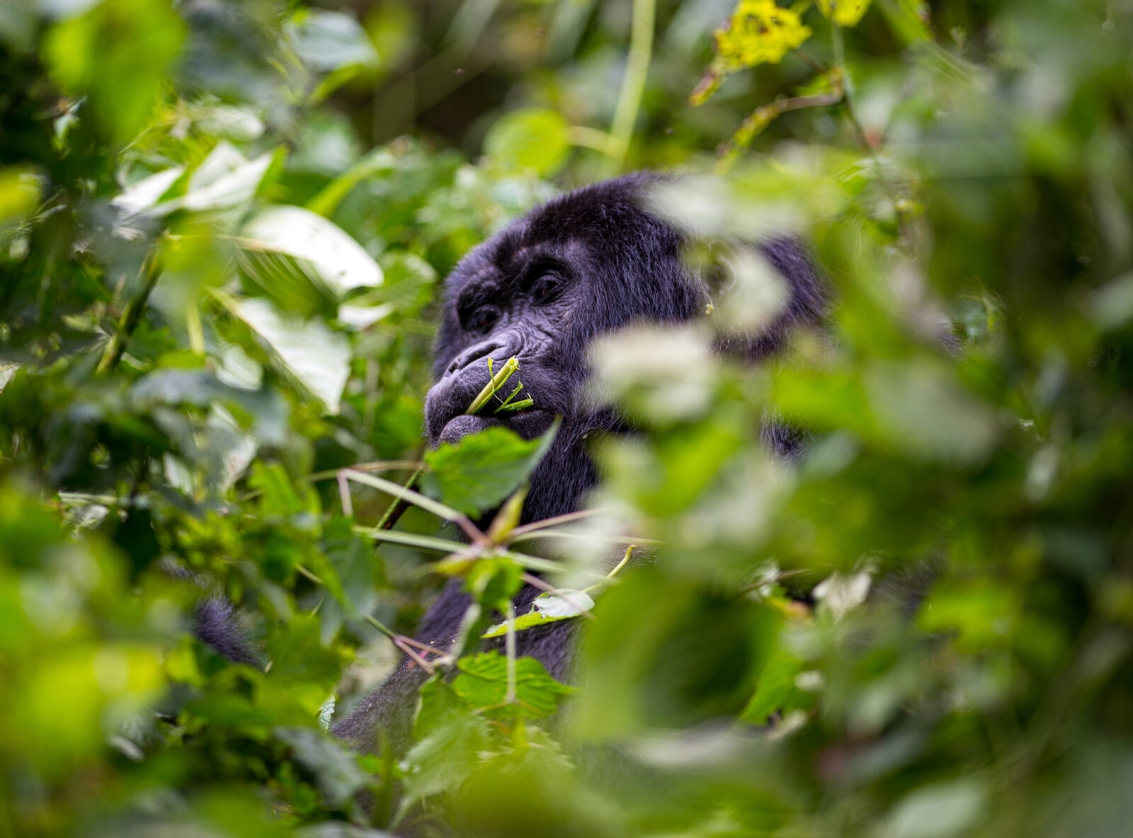 Africa s 10 Most Unusual and Rare Wildlife Encounters