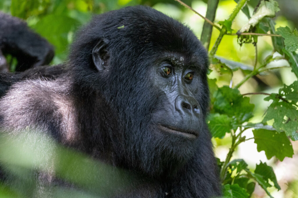 November Gorilla Trekking Uganda: Why the Quiet Season Is Underrated