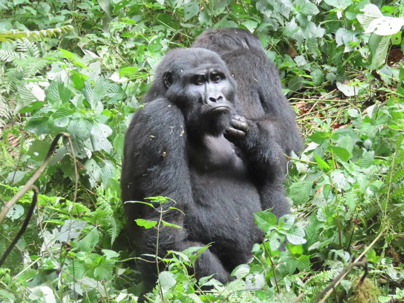 End of Year Gorilla Trekking Uganda: December Availability Update