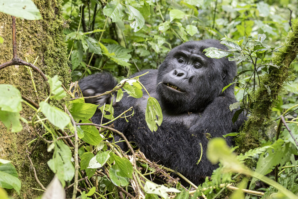Start the New Year Right: Gorilla Trekking Uganda January 2027
