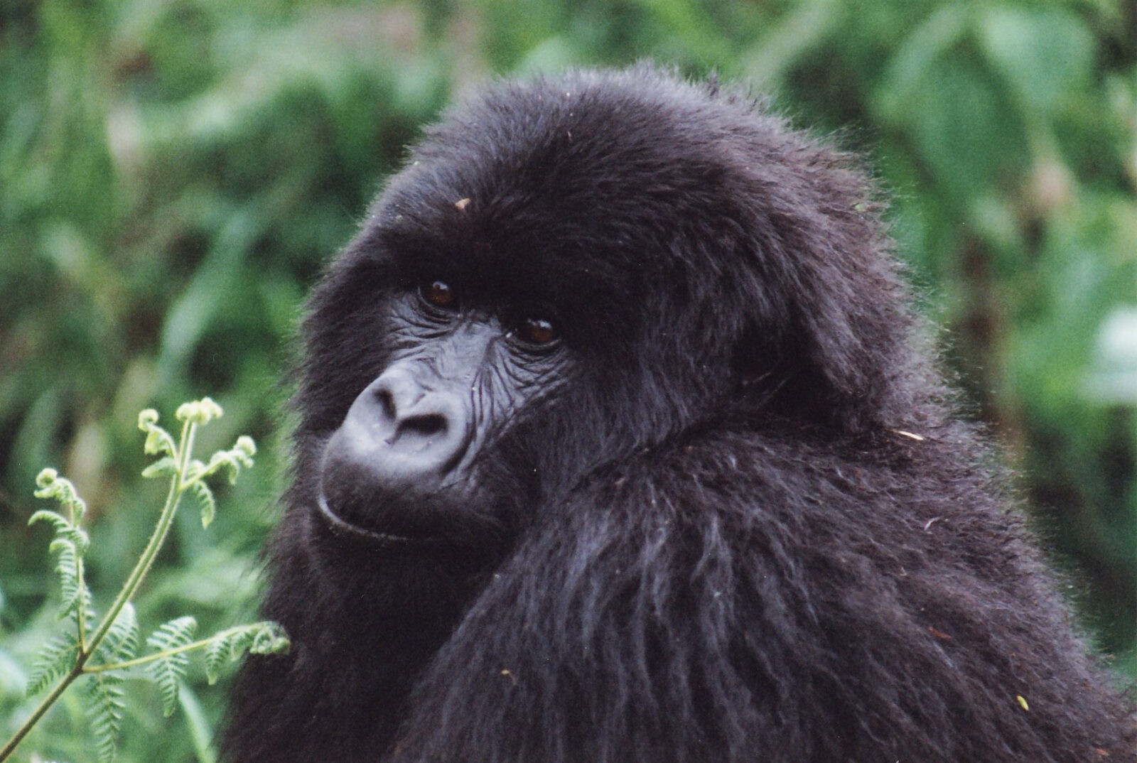 African Safari Season 2027: When to Go Gorilla Trekking in Uganda