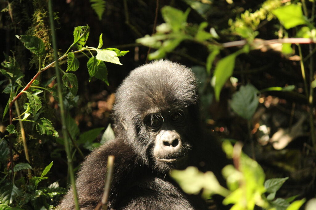 Kisoro Town Uganda: Gateway to Gorilla Country